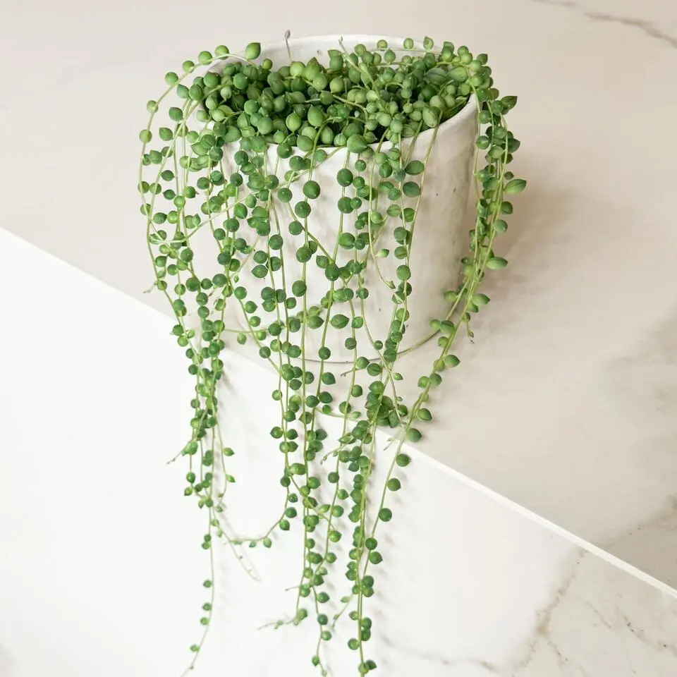 Erwtenplant - Senecio rowleyanus - Hoogte 10-20cm - ⌀12cm