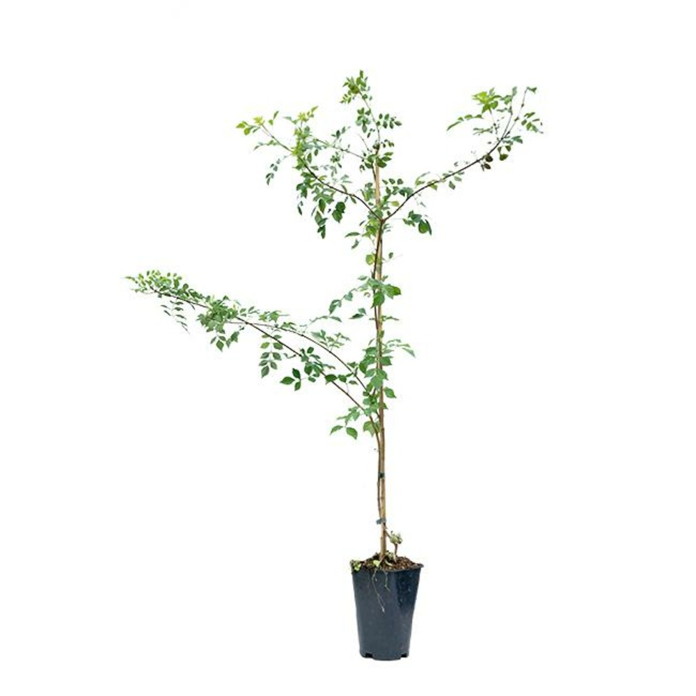 Bignone du cap - tecomaria capensis 3l