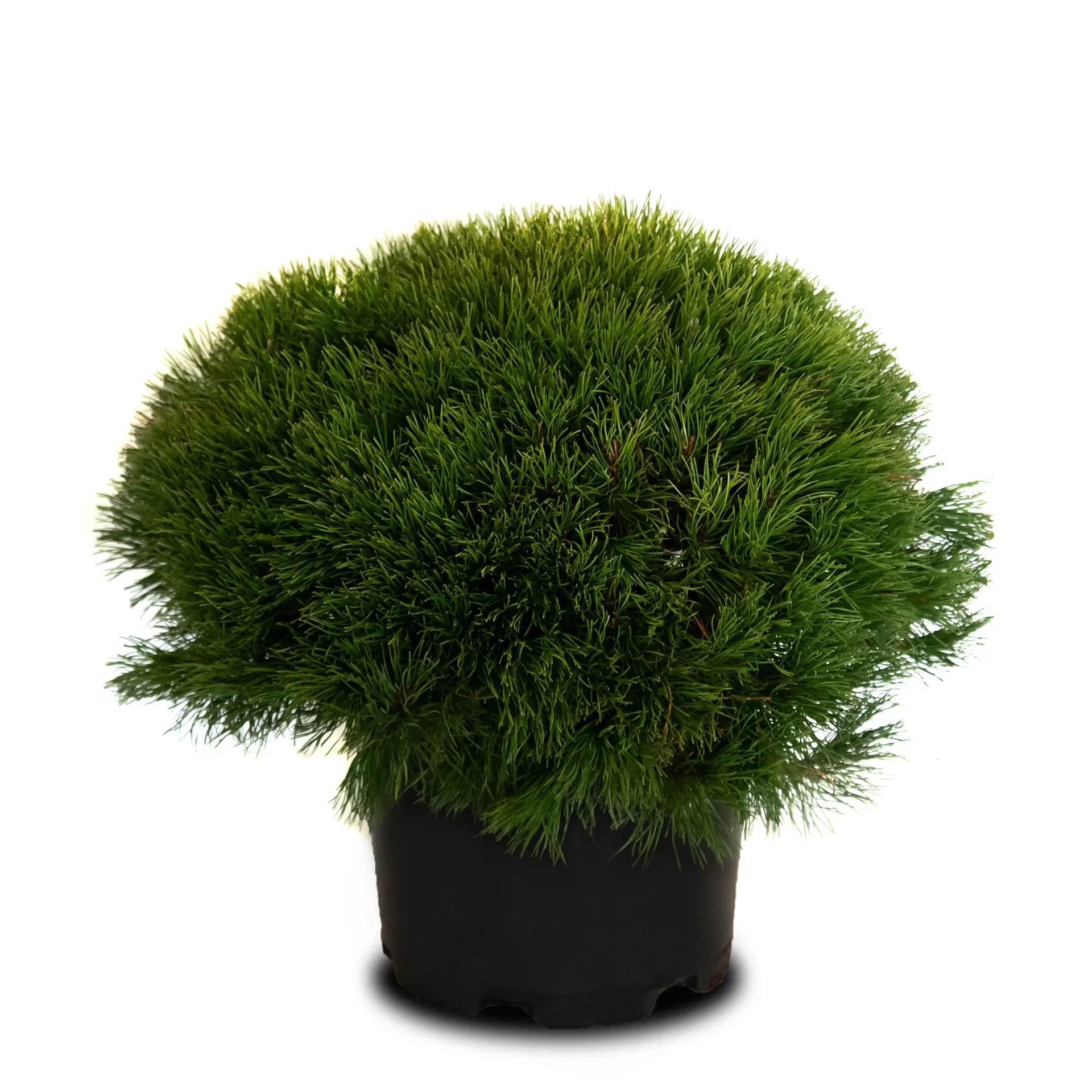 Pinus mugo 'Living Stone' Buskfuru 'Living Stone' Ø32 cm