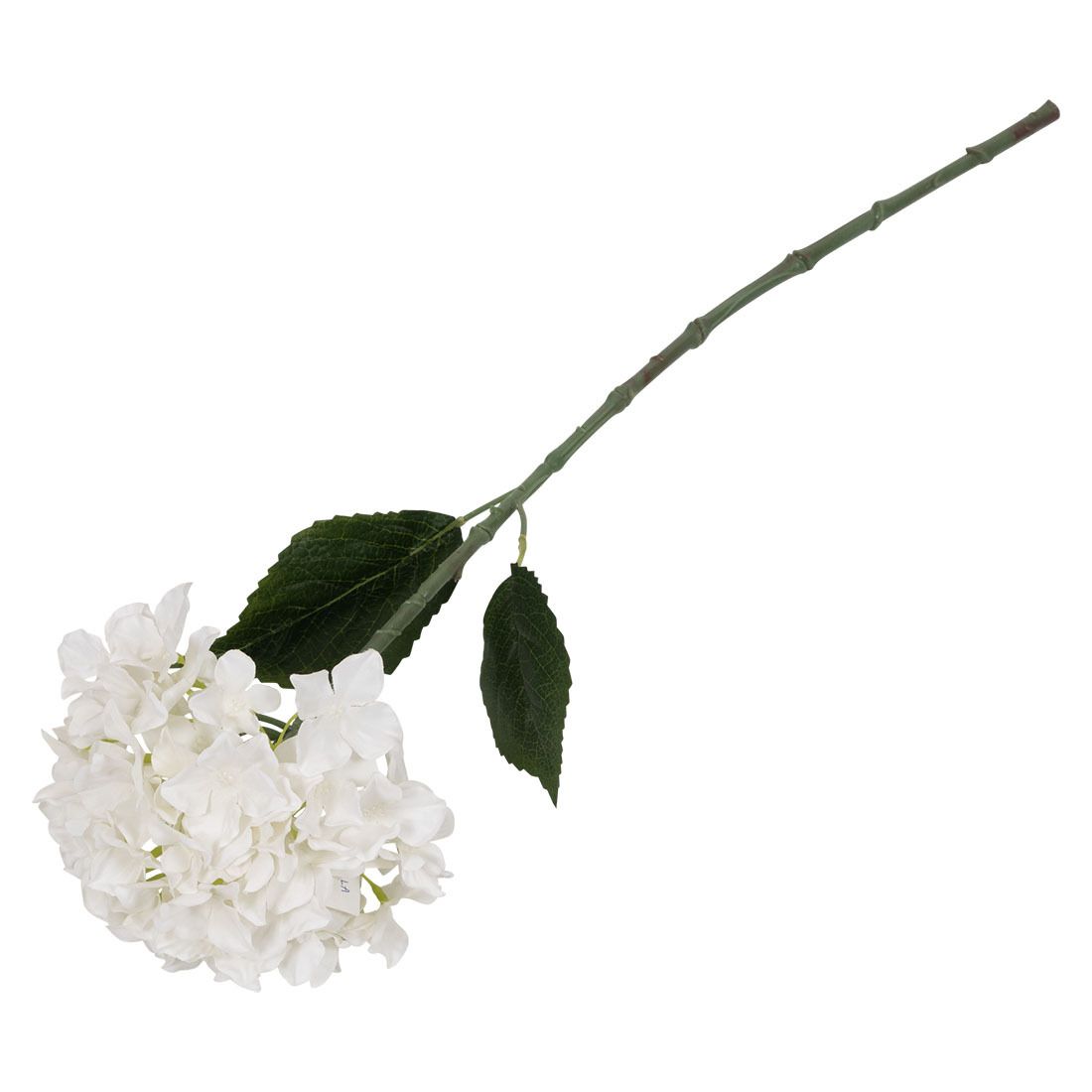 Hortensia blomst