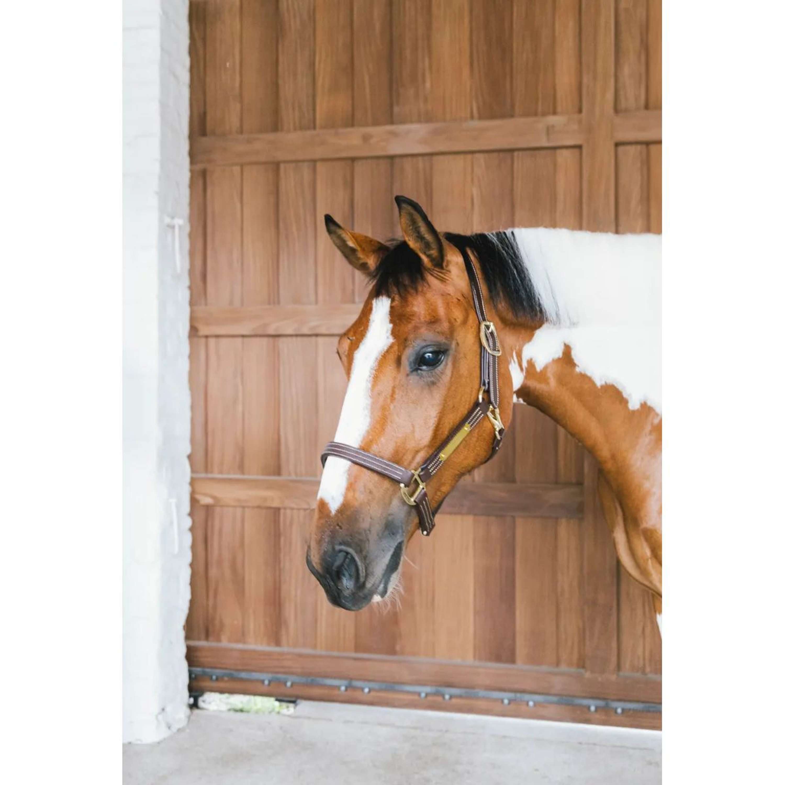 Kentucky Leren Halster Wellington Bruin