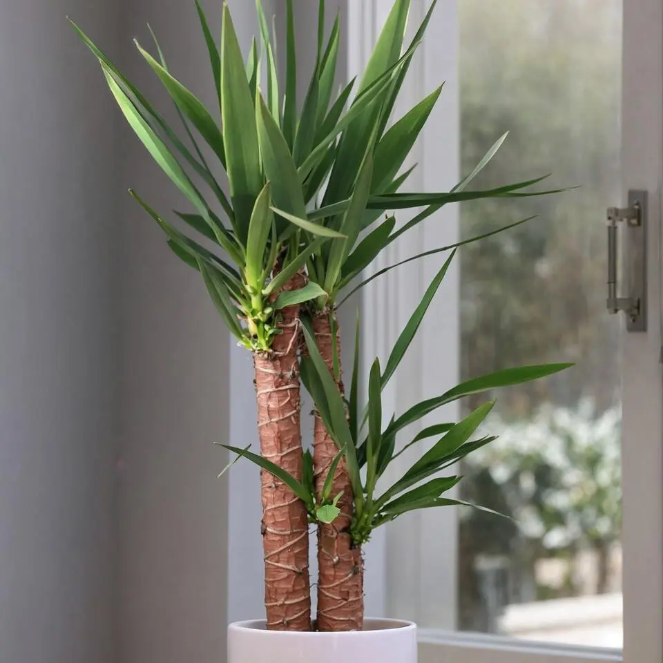 Palmlelie - Yucca elephantipes - Hoogte 70-80cm - ⌀21cm