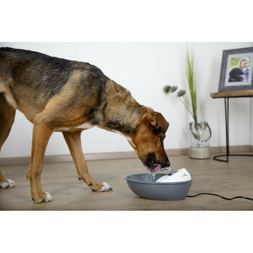 Fontaine eyenimal classic pet 1,75 l pour petit chien et chat