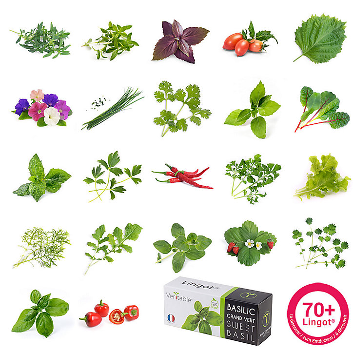 Lingot® Persil plat Bio pour potager Véritable®