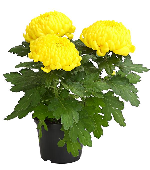 Deko-Chrysantheme