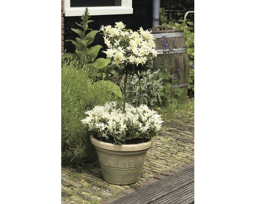 Kardinaalsmuts FloraSelf Euonymus japonica 'Pierrolino' H 15-20 cm Co 1.5 L