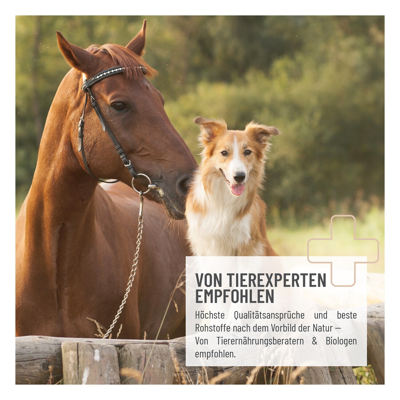 REAVET Flohsamenschalen für Pferde 3kg