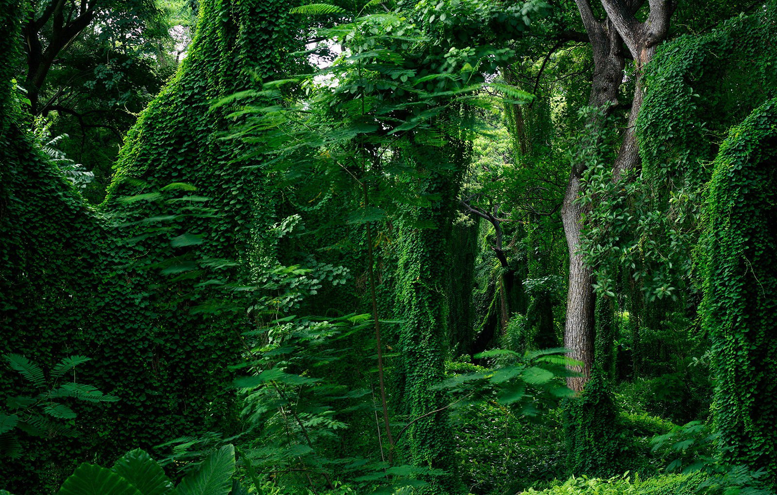 Forest in Cuba III by Werner Pawlok - Limited Edition. Edition of: 150. Signed.