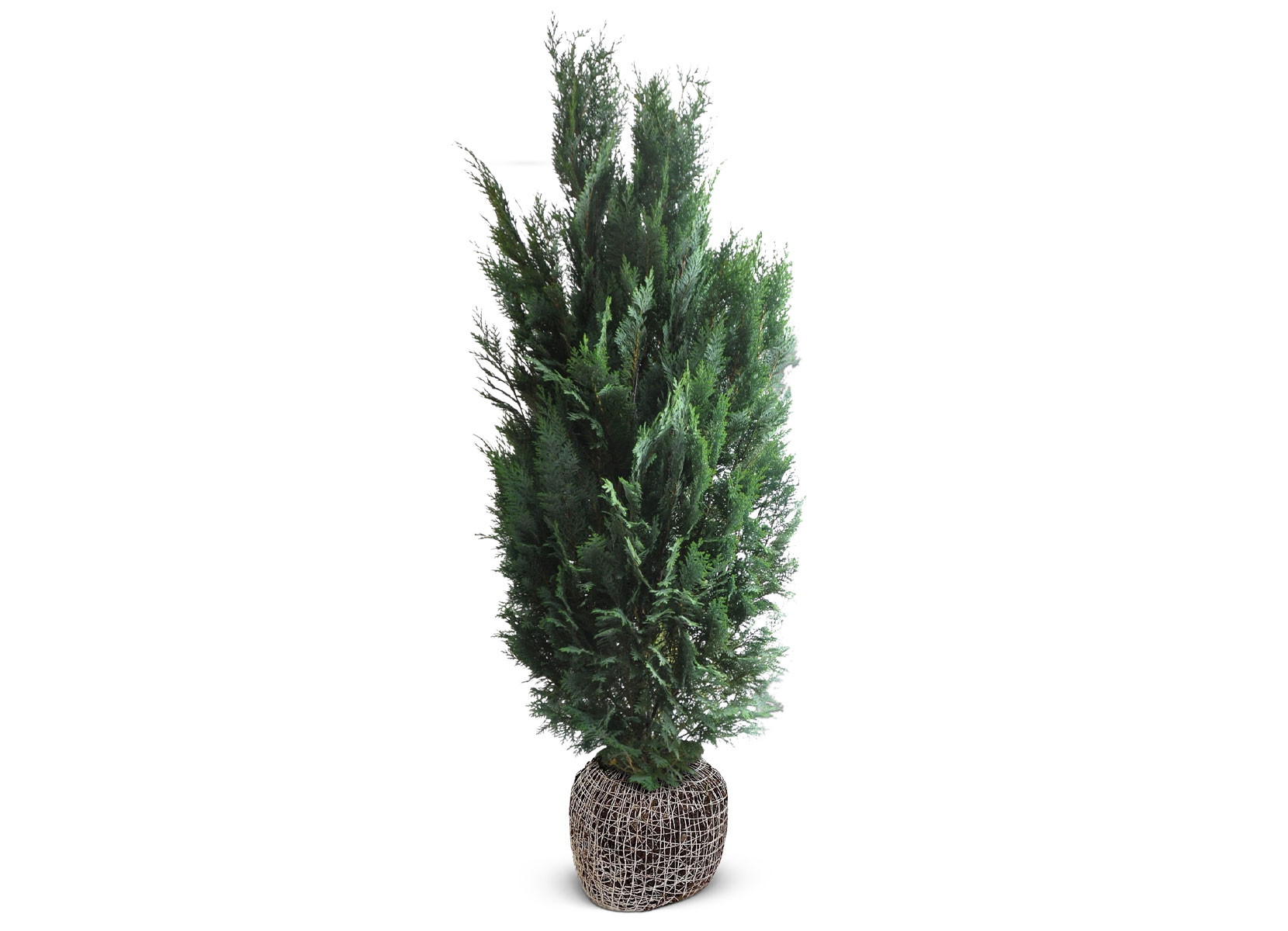 Scheinzypresse Heckenpflanze Chamaecyparis lawsoniana Columnaris 160-180cm