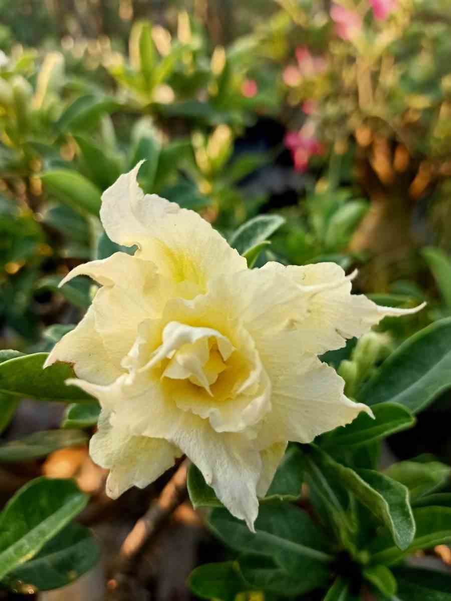 Adenium obesum cv.pie apple jaune - taille caudex d'environ 300g 20/25cm