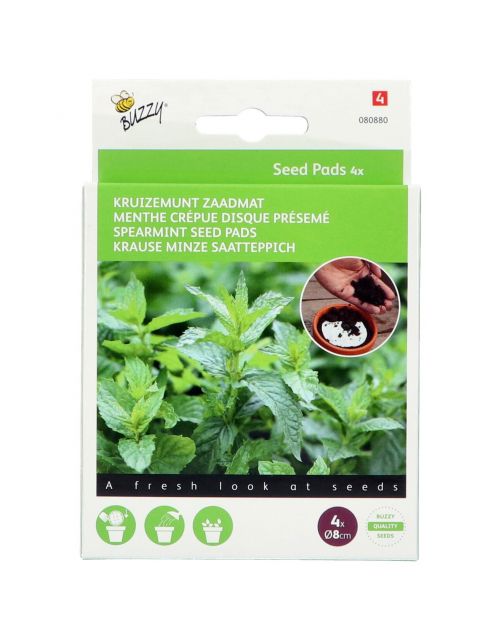 Buzzy Seedpads Kruizemunt 4x 8cm - Kruidenzaden -
