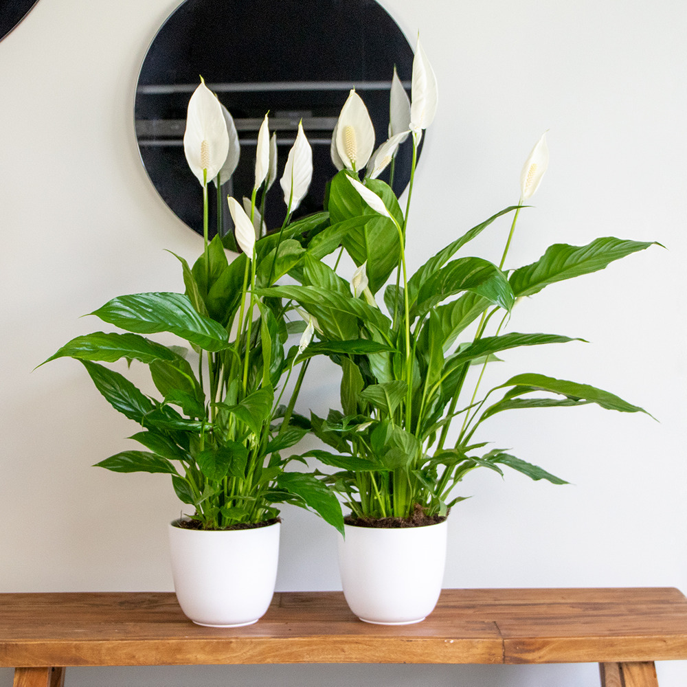 2x spathiphyllum 'bingo cupido' - plante cuillère - purificateur d'air – ⌀17 cm - ↕65-75 cm