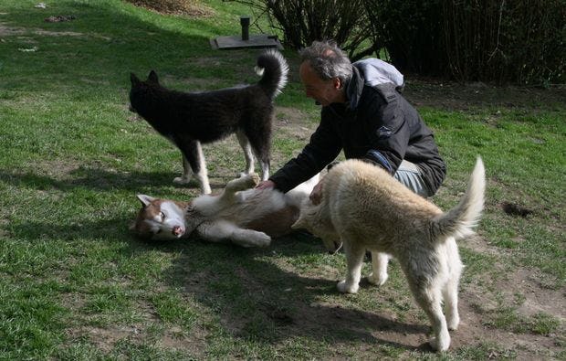 Husky-Trekking in Kollnburg als Geschenkidee