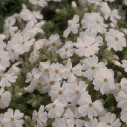 Kruipphlox (Phlox subulata 'Maischnee') D 9 H 10 cm