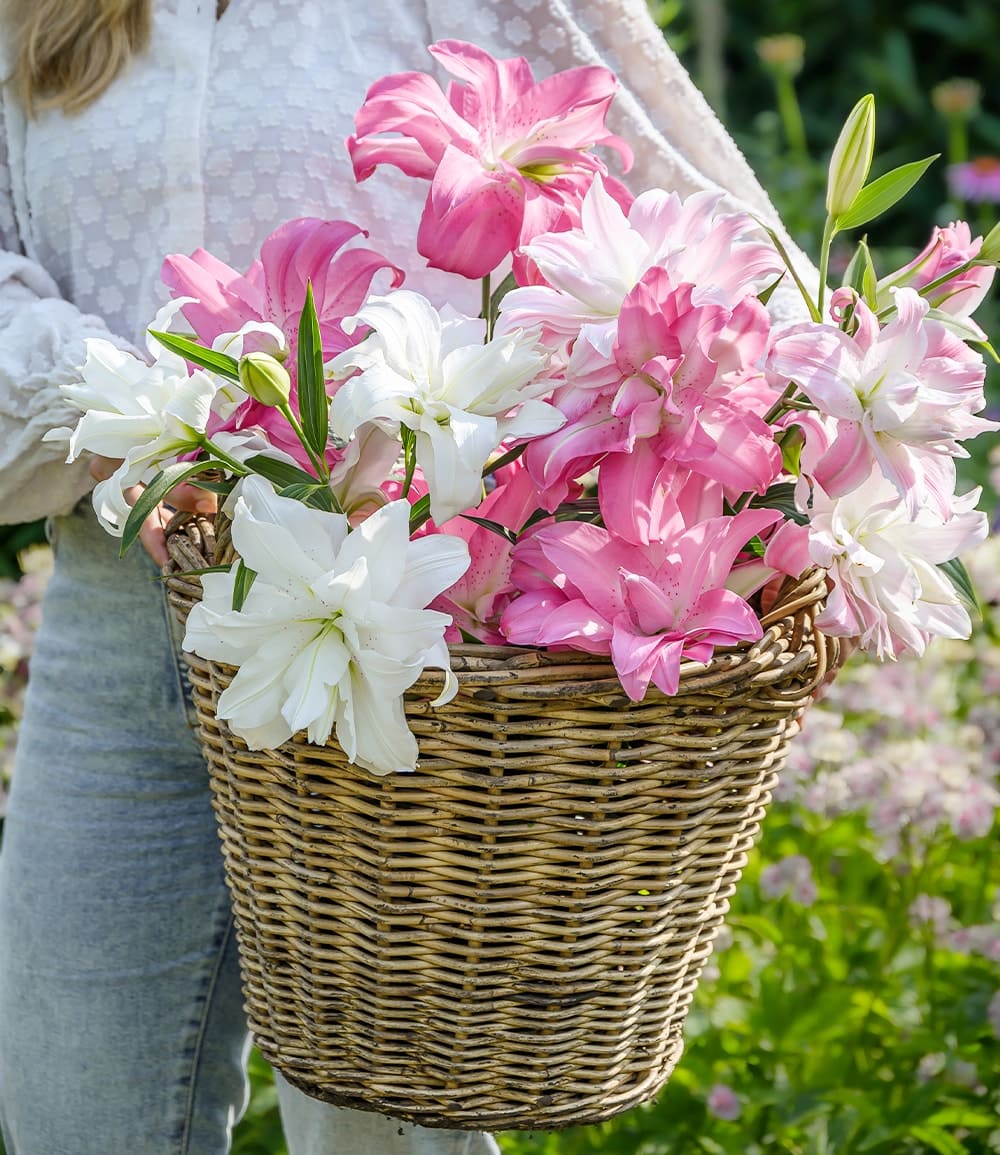 Duft-Lilien 'Lotus Mix'