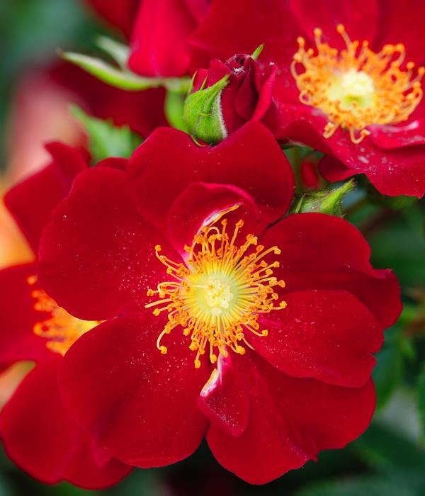 Rosen-Set Insektenfreundlich, 3-teilig