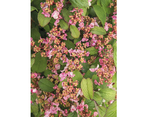 Sneeuwbal FloraSelf Viburnum plicatum 'Kilimandjaro Sunrise' H 60-80 cm Co 3 L