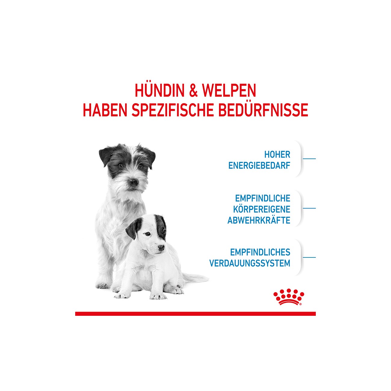 ROYAL CANIN Mini Starter 4 kg