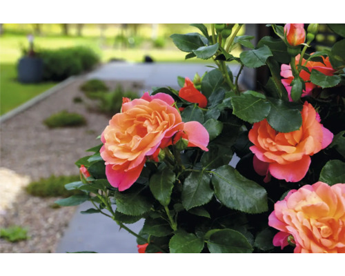 Floribunda Roos 'Sugar Candy' FloraSelf Rosa 'Sugar Candy' Co 3.5 L