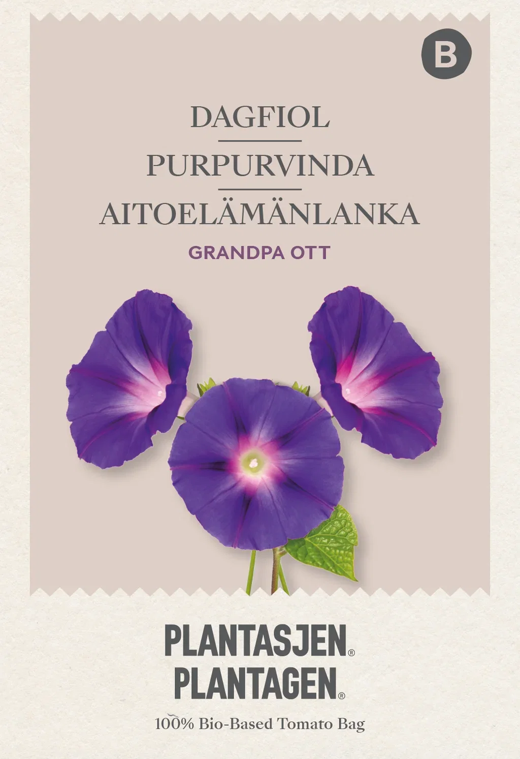 Ipomoea purpurea Purpurvindel 'Grandpa Ott'