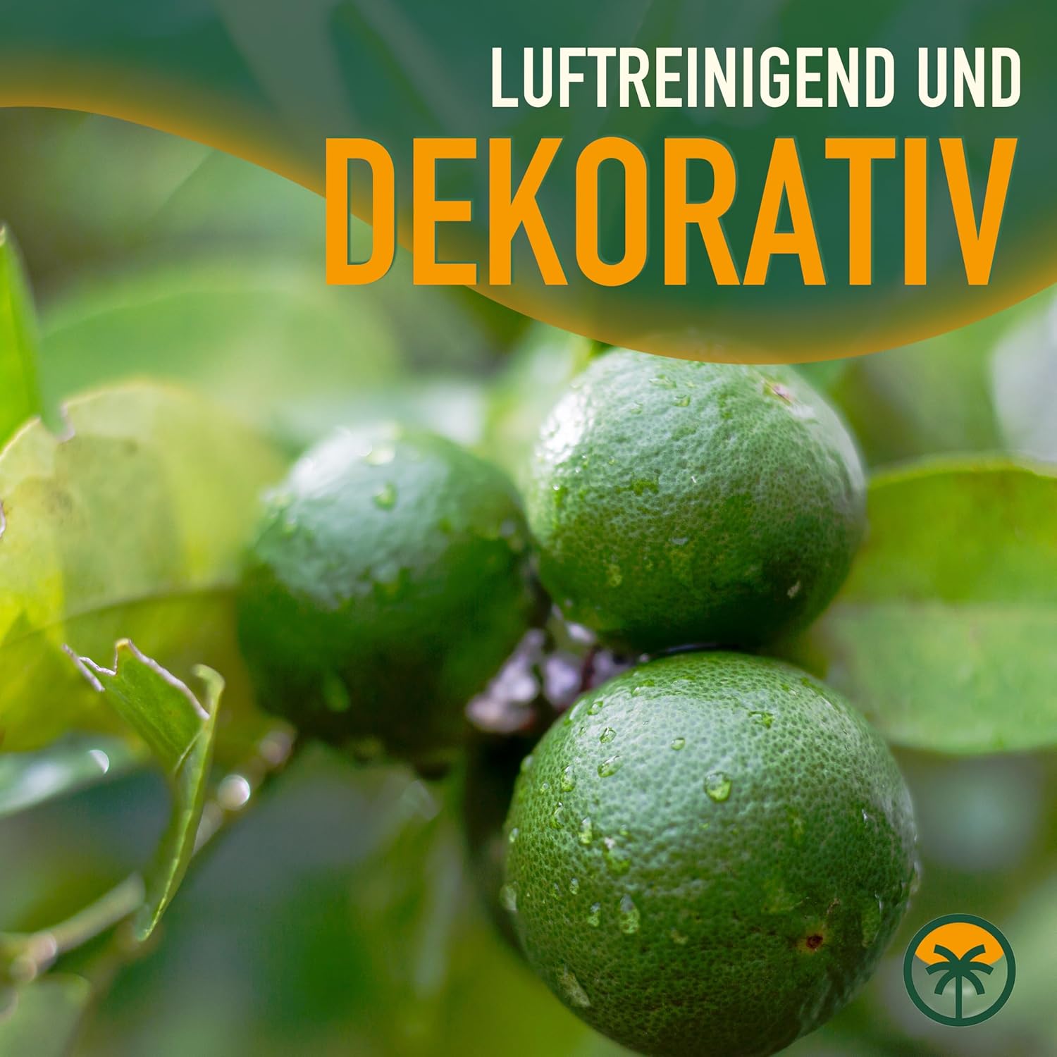 Sunny Tree - Limettenbaum - 8 Jahre alt - Citrus Latifolia - Zitruspflanze - 160 zentimeter - A+ Ware
