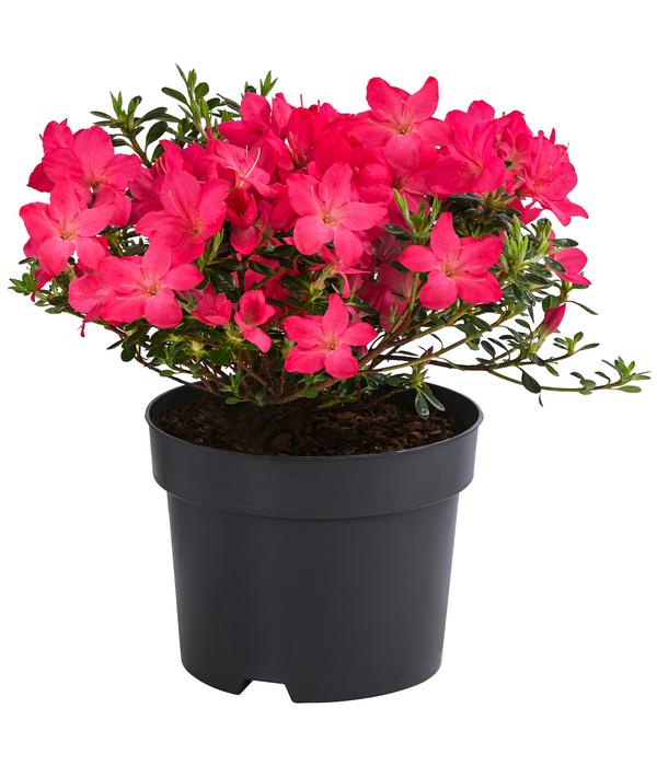 Japanische Azalee 'Anouk'