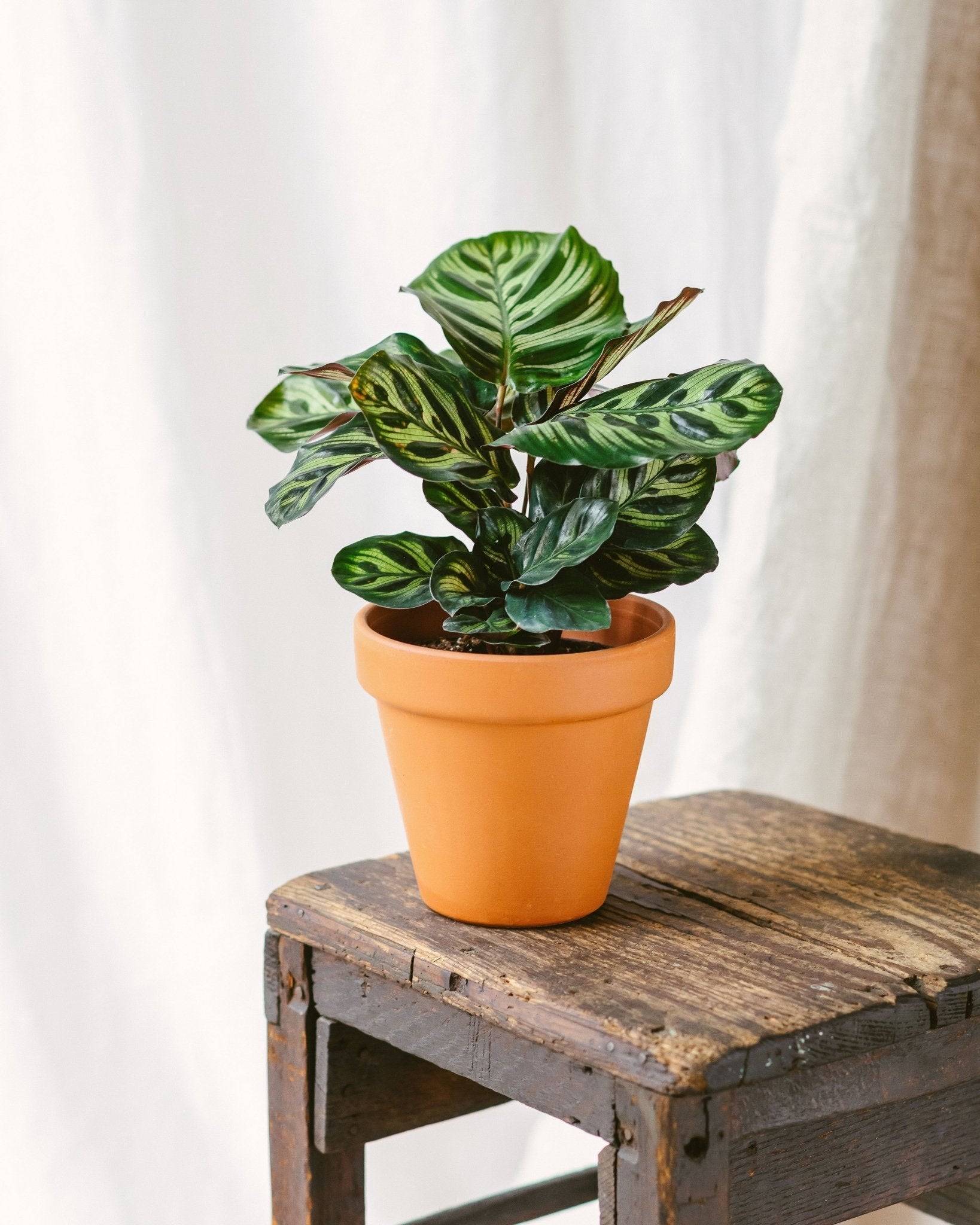 Plante d'intérieur - calathea makoyana 45.0cm