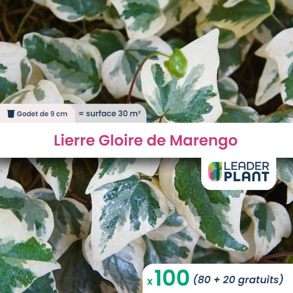 100 x lierre gloire de marengo en godet
