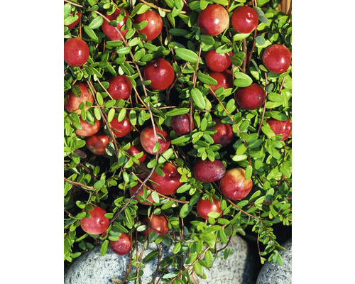 Biologische Cranberry 'Steven' Floraself Biologische Vaccinium oxycoccos 'Stevens' Co 2 L Bush