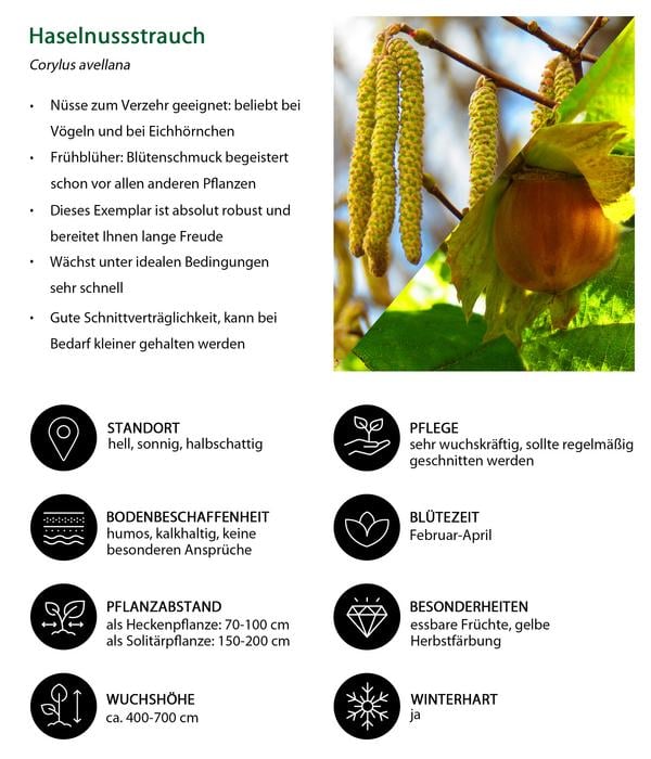 Haselnussstrauch
