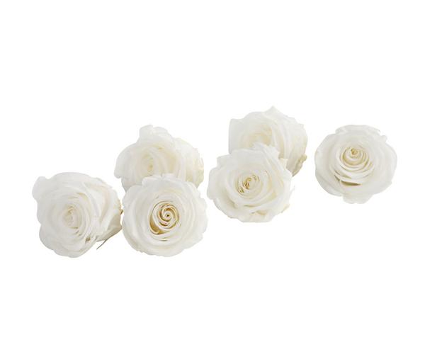 Dehner Longlife-Rose, ca. Ø6 cm