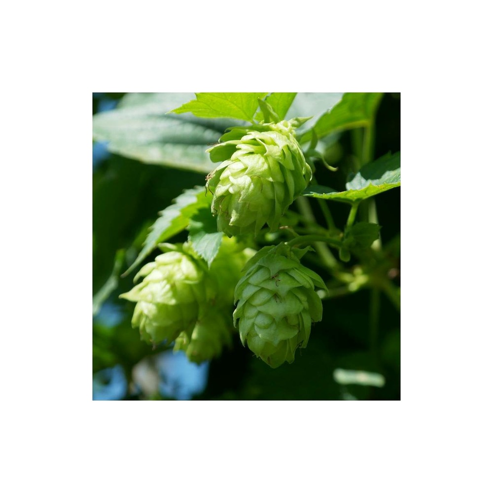 Houblon doré aureus/humulus lupulus aureus[-]pot de 1,5l - tuteur bambou 30/60 cm