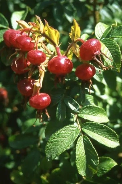 Rimpelroos (Rosa rugosa 'Alba') H 30-50 cm vanaf 10 stuks