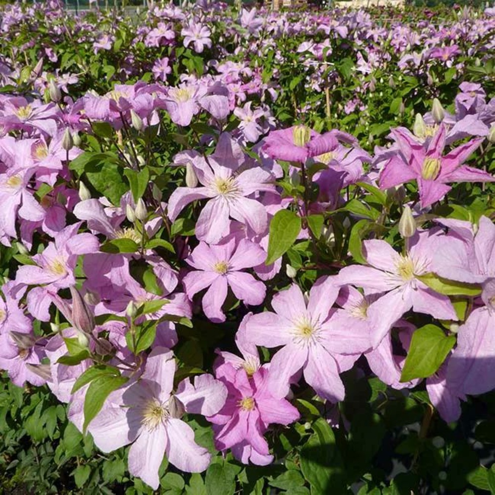 Clématite 'comtesse de bouchaud' - clematis 3l