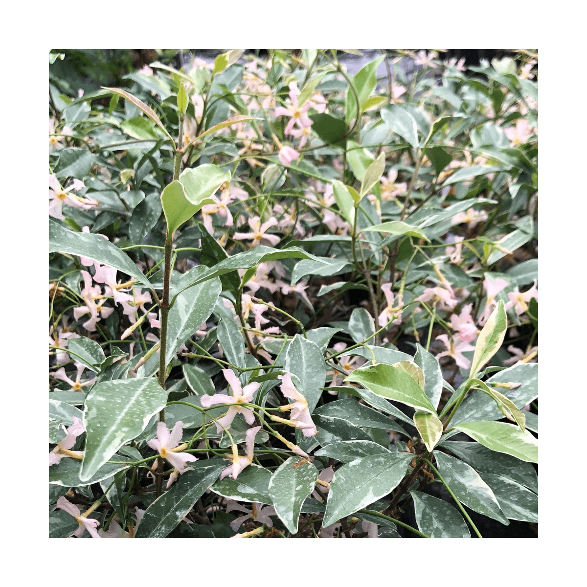 Jasmin étoilé asiaticum star of milano® 'trsuz01'/trachelospermum asiaticum star of milano® 'trsuz01'[-]pot de 1,5l - tuteur bambou