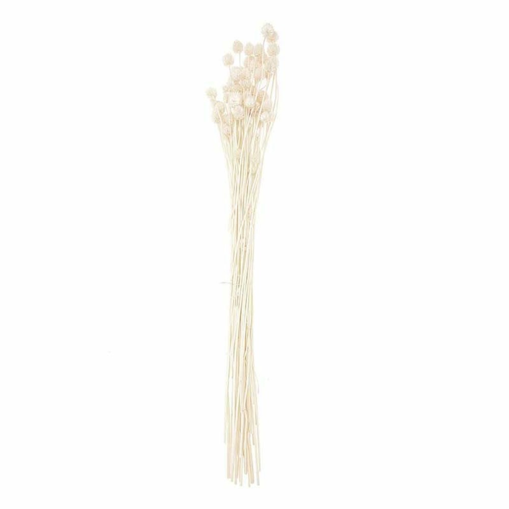 Cardères japonais séchés naturel - 70 cm