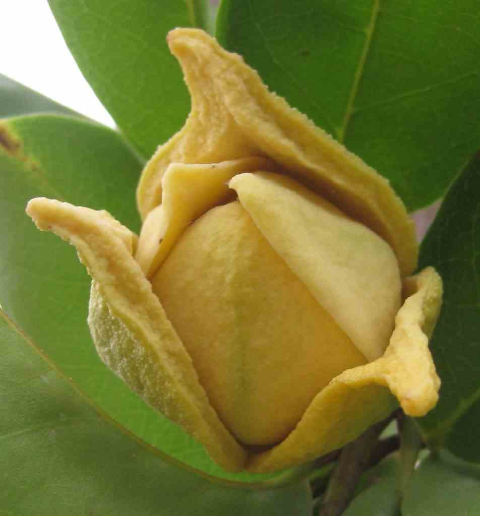 Annona muricata (corossole) jaune - taille pot de 2 litres - 30/50 cm