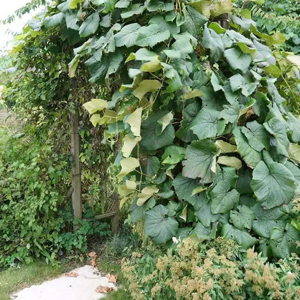 Vigne de coignet - vitis coignetiae 3l