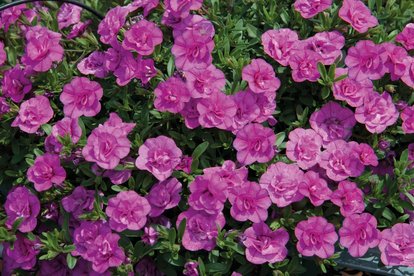 Petunia hybrida Petunia stikling Ø6 cm