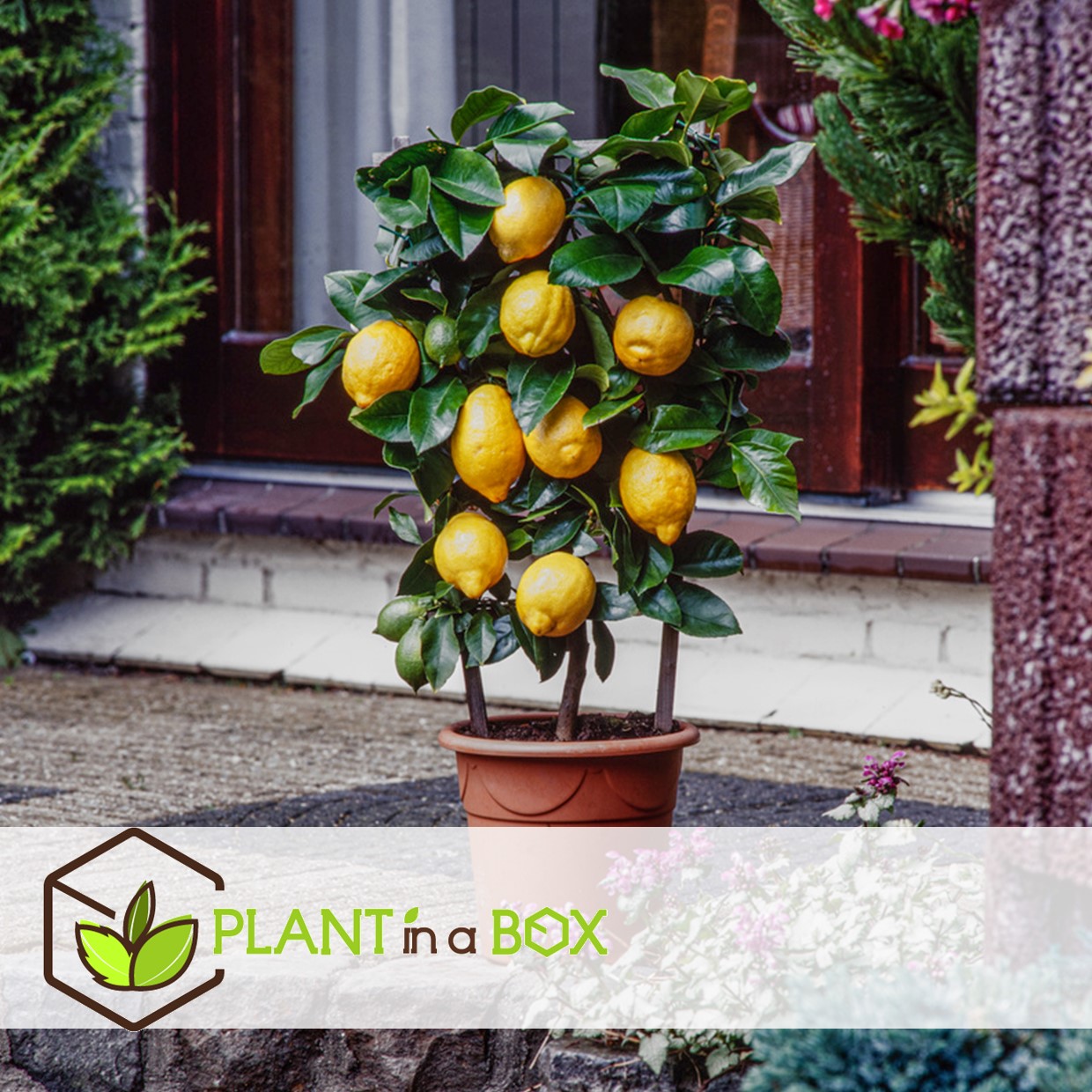 Citrus limon - citronnier - pot 14cm - hauteur 40-45cm