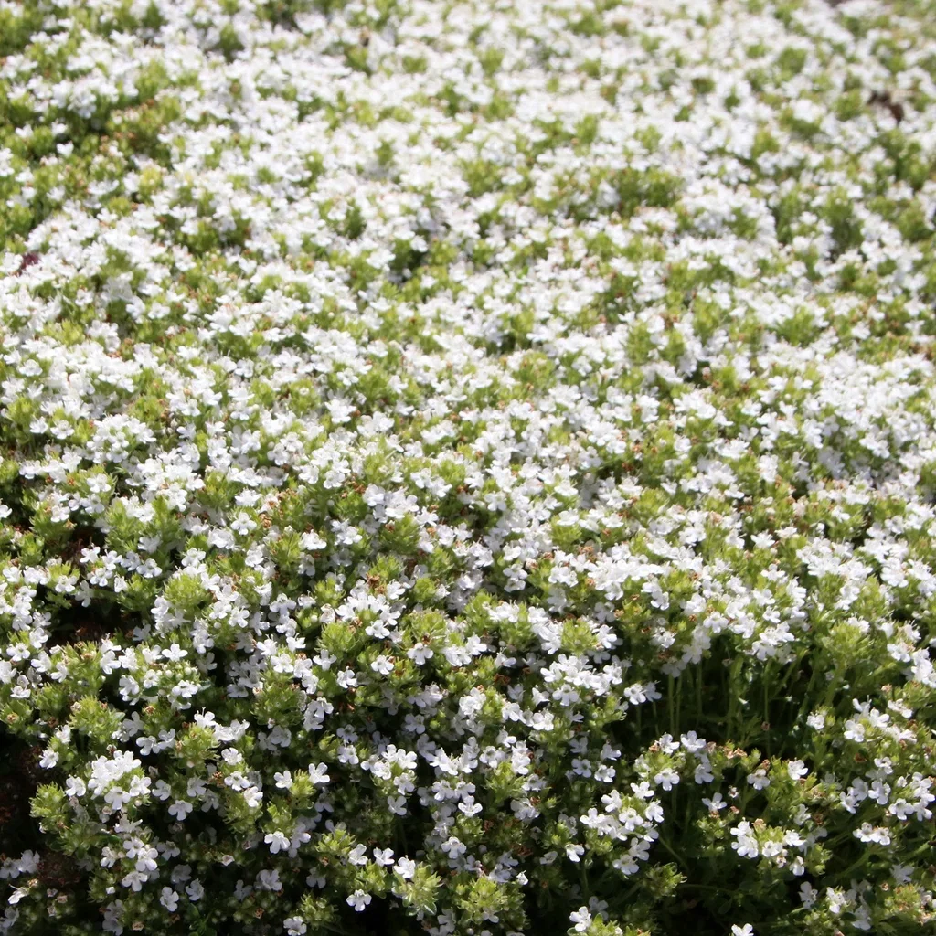 Thymus praecox 'Albiflorus' Kryptimian  'Albiflorus' Ø11 cm