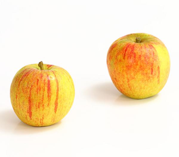 Winterapfel 'Cox Orange'