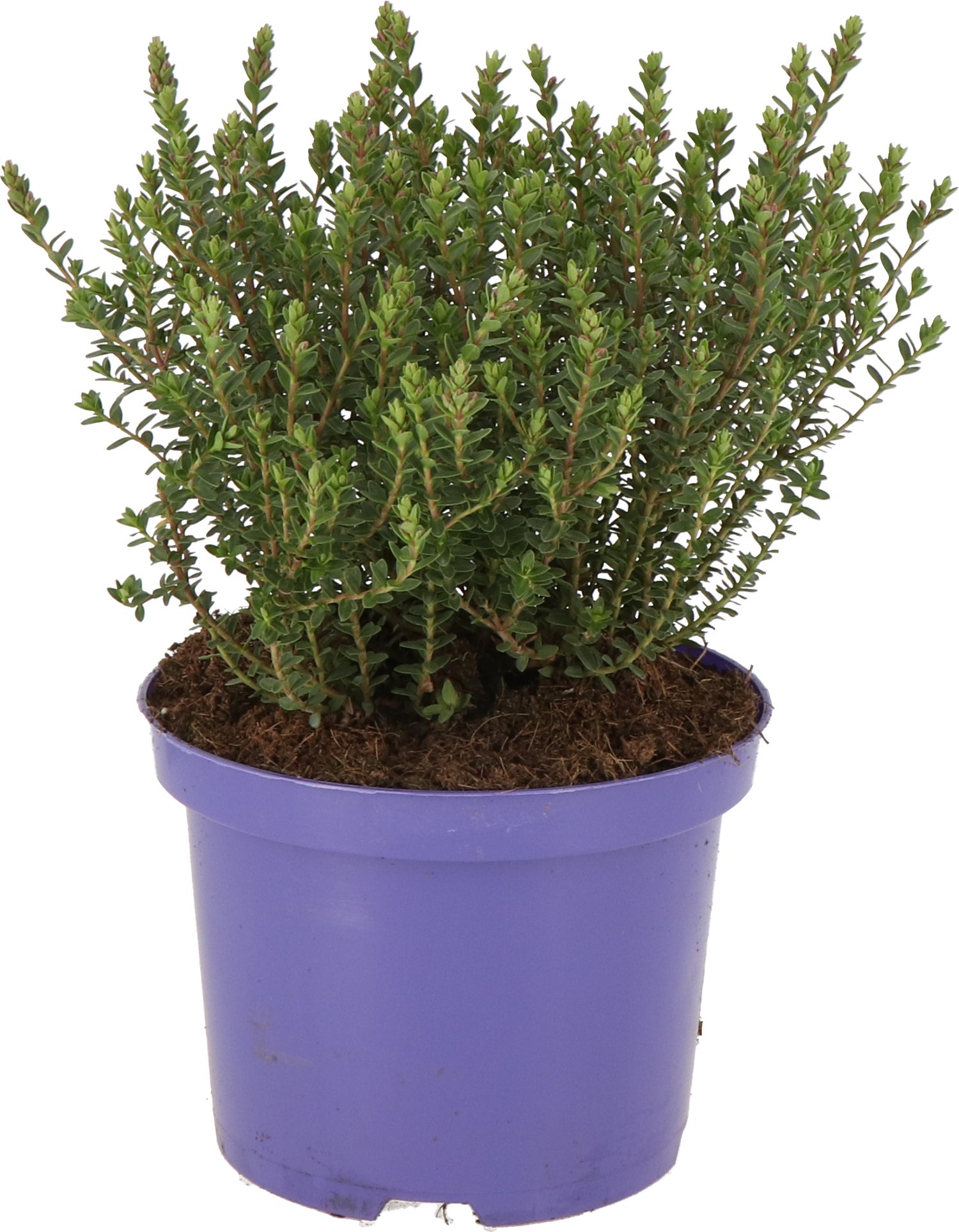 Struikveronica (Hebe 'Baby Marie') D 17 H 25 cm
