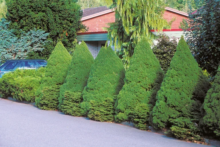 Picea glauca 'Conica' Hvitgran 'Conica' Høyde 40-50 cm