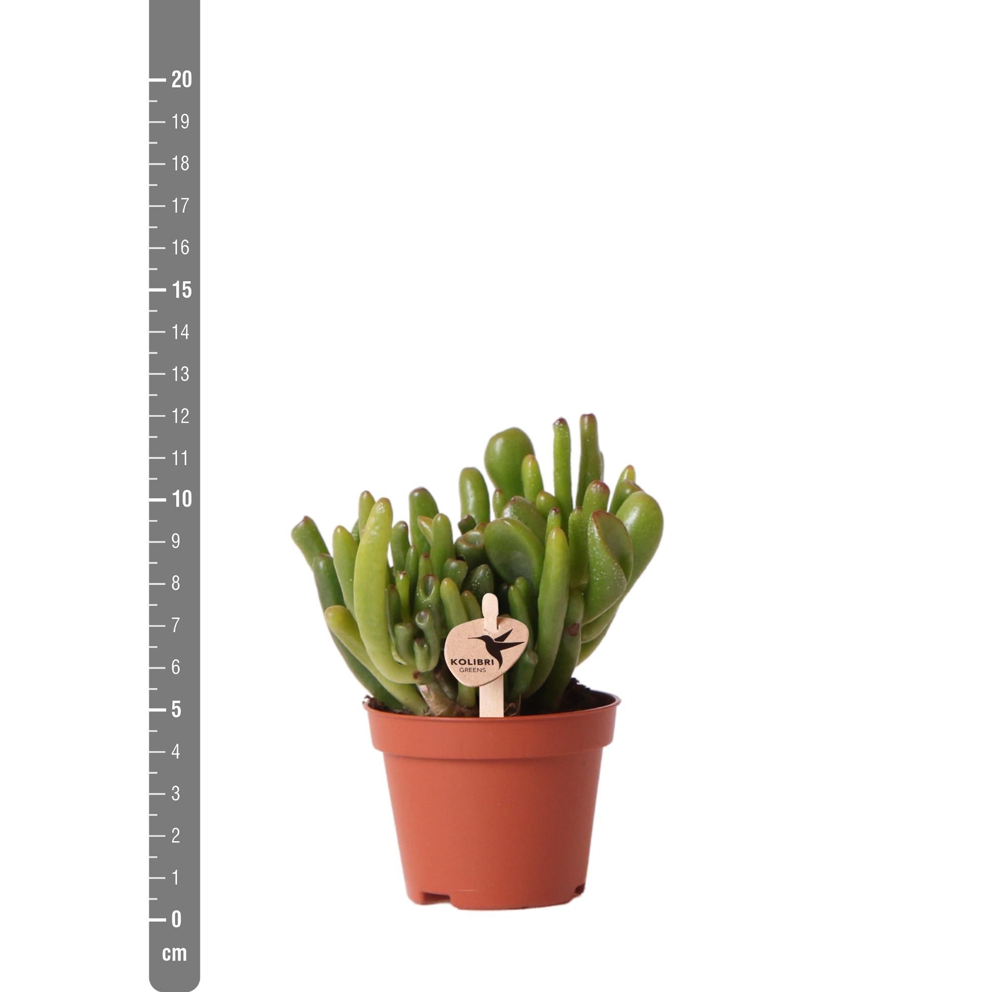 Crassula hobbit h12cm - plante grasse d'intérieur