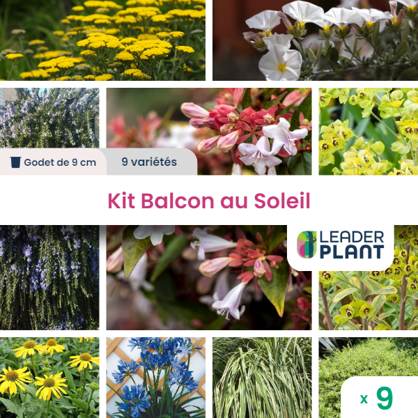 Kit pour balcon / terrasse au soleil - lot de 9 plants en godet