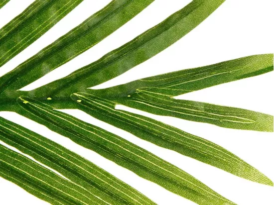 Plante Artificielle 