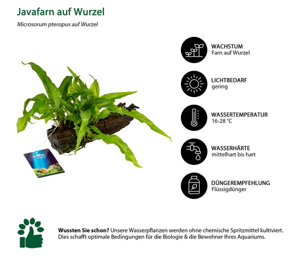 Dehner Aqua Premium Javafarn auf Wurzel -