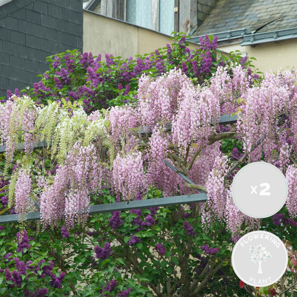 2x wisteria rosea - wisteria - rose - plante grimpante - facile d'entretien - ⌀15 cm - ↕60-70 cm