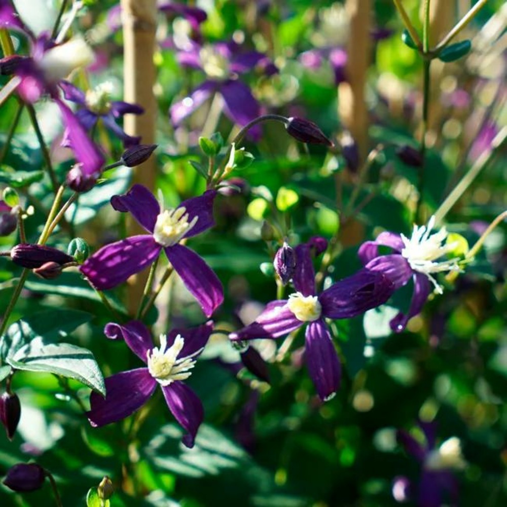 Clématite 'aromatica' - clematis integrifolia 3l